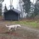 Is there a home for our old lady Tonia in Finland?  - Takis Shelter