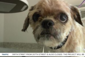 KC Pet Project rescues dog with severely matted fur