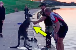 Kangaroo shakes rescuer’s hand after being rescued from freezing lake