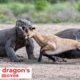 Komodo Dragon's Hunting Moves- Animal Fights
