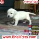 Labrador Puppies available Cute and Heavy Bone playing || Bhari Pets ||