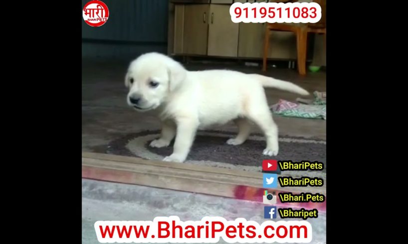 Labrador Puppies available Cute and Heavy Bone playing || Bhari Pets ||