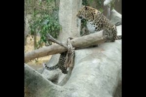 Laopards Kids playing and fun #AnimalsVideos #Animals #Shorts