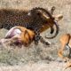 Leopard Vs Impala Giving Birth - Wild Animal Fights