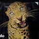 Leopard queda atrapado en la cafetería de una escuela | El Dodo