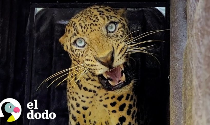 Leopard queda atrapado en la cafetería de una escuela | El Dodo