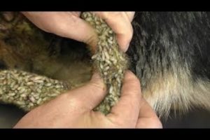 MANGOWORMS REMOVING FROM POOR DOG  犬からワームを取り除 RESCATE ANIMALES
