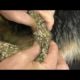 MANGOWORMS REMOVING FROM POOR DOG  犬からワームを取り除 RESCATE ANIMALES