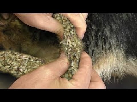 MANGOWORMS REMOVING FROM POOR DOG  犬からワームを取り除 RESCATE ANIMALES