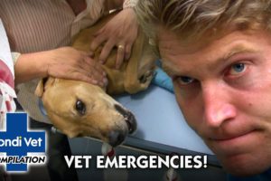 MOST DRAMATIC MEDICAL EMERGENCIES | Compilation | Bondi Vet