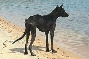 Man on cruise finds dog on deserted island and rescues her