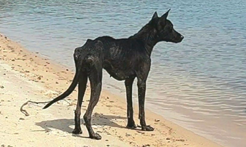 Man on cruise finds dog on deserted island and rescues her