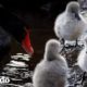Mira a estos bebés blancos y esponjosos convertirse en los cisnes negros más hermosos | El Dodo
