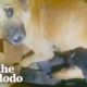 Momma Dog Has Her Babies In A Tiny Hole In The Ground | The Dodo Foster Diaries