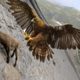Most Deadly EAGLE Attacks 2020 - Most Amazing Moments Of Wild Animal Fights