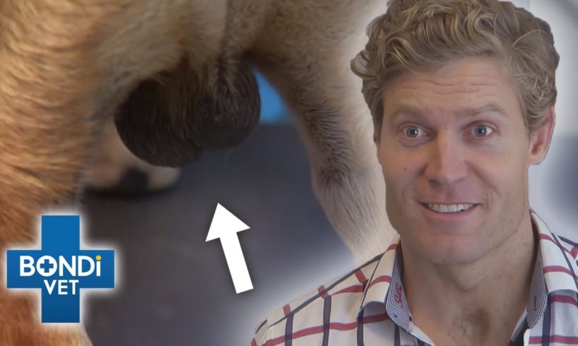 Most Embarrassing Pet Problems! 😳 | Compilation