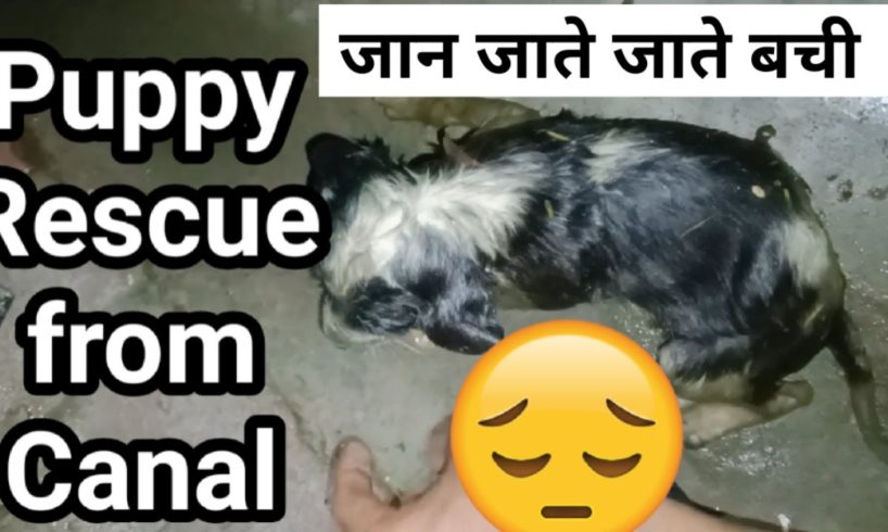 Most toughest dog rescue | Dog rescue | Animal Lover