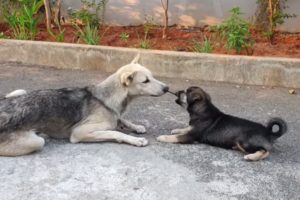 Mother Dog Teaches Her Cute Baby..? || Cutest puppy plays with mother || shashimourya