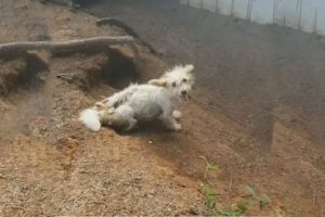 Mother Dog was Tied in short chained Frozend in Cold Weather with 4 Newborn Puppies Warming Ending