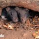 Mujer encuentra una pequeña familia abandonada y decide salvarla | El Dodo