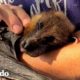 Murciélago de 33 años ama salir a tomar el sol y dormir en los brazos de su mamá | El Dodo