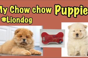 My Chow chow puppies | Eating Drools bones | Cutest puppies