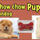 My Chow chow puppies | Eating Drools bones | Cutest puppies