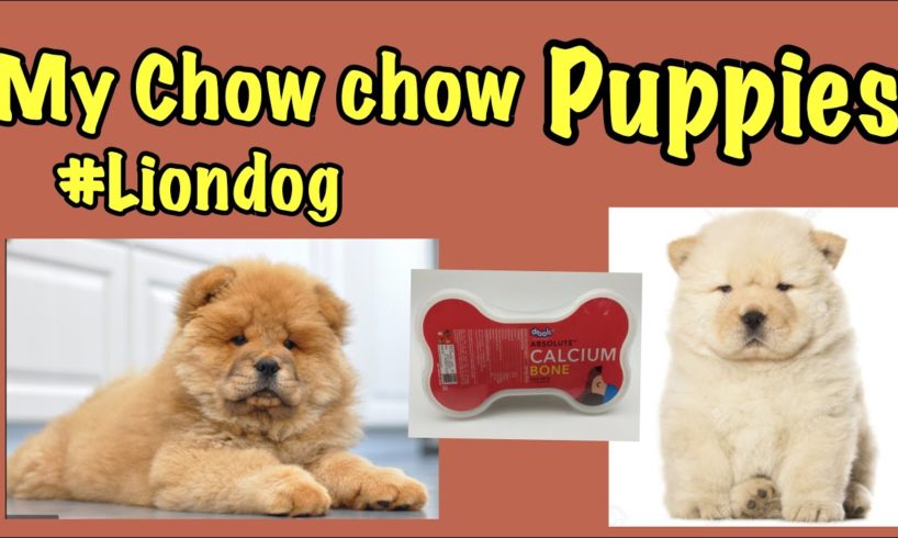 My Chow chow puppies | Eating Drools bones | Cutest puppies