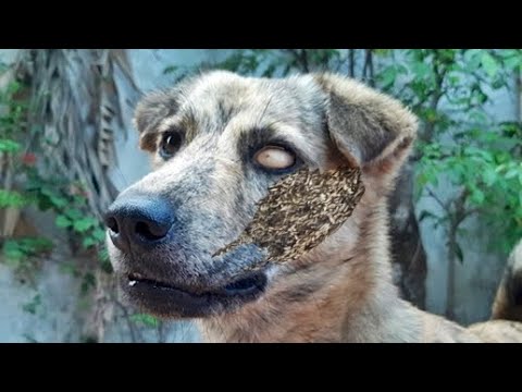 No Way ! ! Stray Dog Rescued From Parasites And TlCKS! RESCATE ANIMALES 2021 猫からワームを取り除く