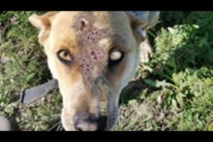 OH NO ! ! Mother Dog Rescued From Parasites And Mangoworms! RESCATE ANIMALES 2021 猫からワームを取り除く