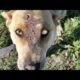 OH NO ! ! Mother Dog Rescued From Parasites And Mangoworms! RESCATE ANIMALES 2021 猫からワームを取り除く