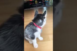 OMG So Cute Puppies 🐶 Cutest and Funniest Puppy #babydog #dog #shorts