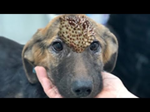 OMG ! ! Street Puppy Rescued From Parasites And Mangoworms! RESCATE ANIMALES 2021 猫からワームを取り除く