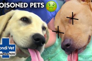 POISONED PETS!! ☠ 🐾 | Compilation | Bondi Vet