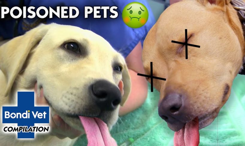 POISONED PETS!! ☠ 🐾 | Compilation | Bondi Vet