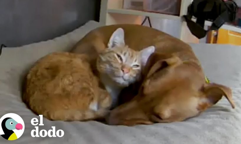 Padres montan una cámara oculta y ven a el gato abrazando a su perro ansioso | El Dodo