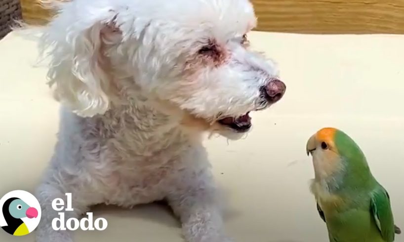 Pajaro agapornis monta a su perrita hermana por toda la casa | El Dodo