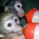 Pareja deja todo para salvar a miles de monos verdes | El Dodo