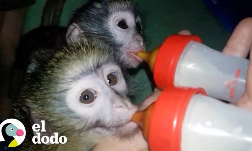 Pareja deja todo para salvar a miles de monos verdes | El Dodo