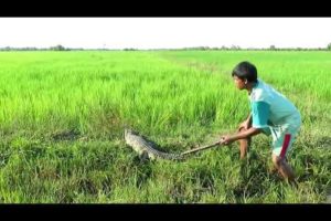 People Are Awesome! Brave Boy Catches Crocodile While Going Fishing   How To Catch Crocodile