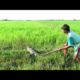 People Are Awesome! Brave Boy Catches Crocodile While Going Fishing   How To Catch Crocodile