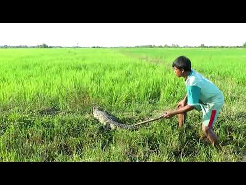 People Are Awesome! Brave Boy Catches Crocodile While Going Fishing   How To Catch Crocodile