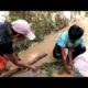 People Are Awesome! Brave Boys Catches Crocodile Near Mountain in Cambodia