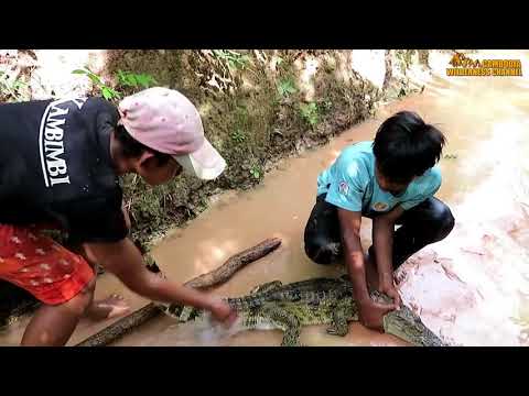 People Are Awesome! Brave Boys Catches Crocodile Near Mountain in Cambodia