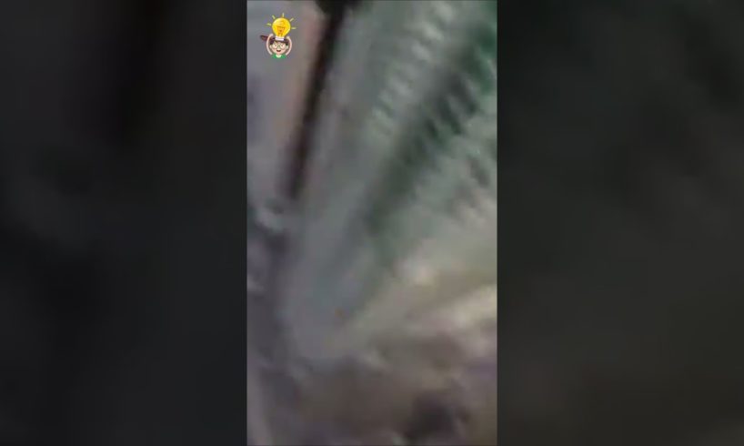 🔥 People Are Awesome extreme Wingsuit Flying🧠 Quickie