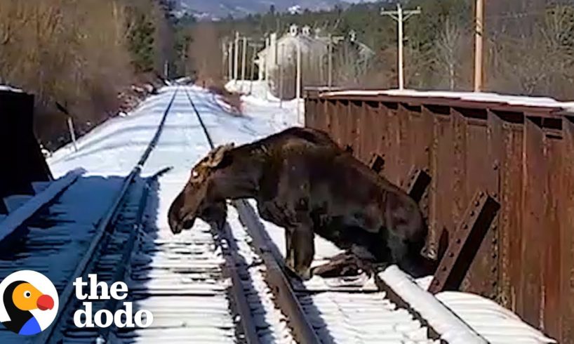 People Rescue 700-Pound Moose From Railroad Tracks | The Dodo