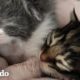 Pequeña gatita temblorosa se vuelve enorme y esponjosa | Pequeño y Valiente | El Dodo