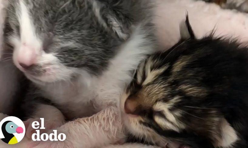 Pequeña gatita temblorosa se vuelve enorme y esponjosa | Pequeño y Valiente | El Dodo