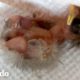 Pequeño pajaro sin plumas crece tan rápidamente con un poco de ayuda de un amigo | El Dodo