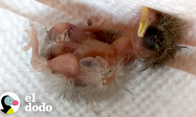 Pequeño pajaro sin plumas crece tan rápidamente con un poco de ayuda de un amigo | El Dodo